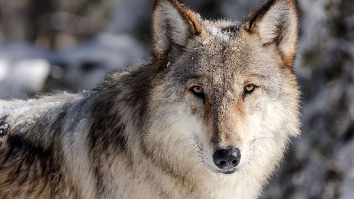 Wolf pup takes off with wildlife closure sign in Yellowstone
