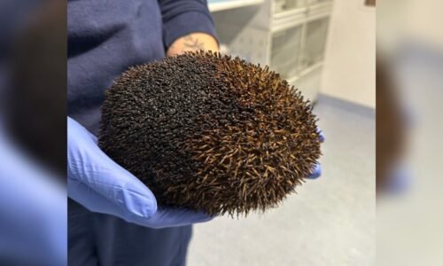 Woman Discovers A Burnt Lump Moving In Bonfire And Rushes To Get Help