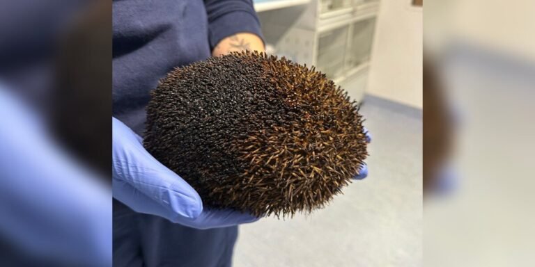 Woman Discovers A Burnt Lump Moving In Bonfire And Rushes To Get Help