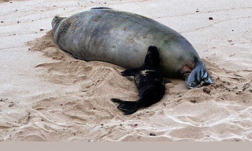 5/6/26 – UPDATE ON INVESTIGATION INTO ROCK THROWN AT MONK SEAL AND BREACHES OF SEAL RESTING AREAS