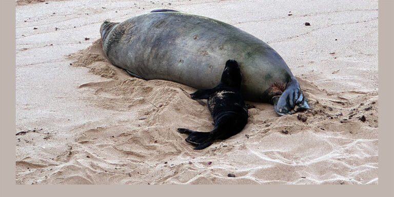 5/6/26 – UPDATE ON INVESTIGATION INTO ROCK THROWN AT MONK SEAL AND BREACHES OF SEAL RESTING AREAS