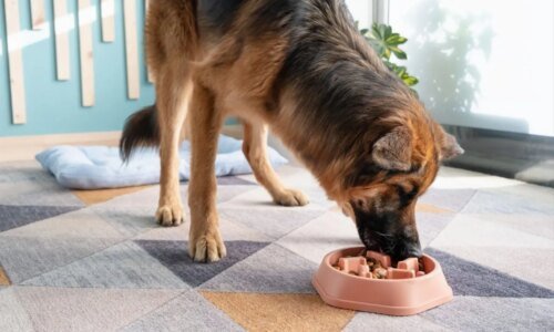 6 dicas para o cachorro comer mais devagar 