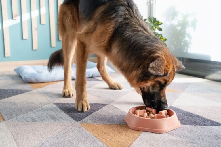 6 dicas para o cachorro comer mais devagar