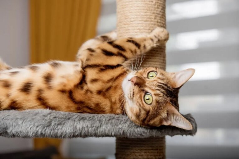 7 dicas para gastar a energia do gato em casa
