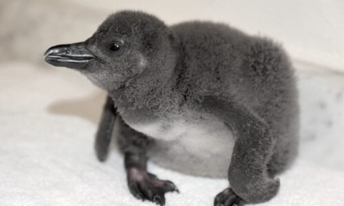 African Penguin chick hatches at Hyatt Regency Maui : Maui Now