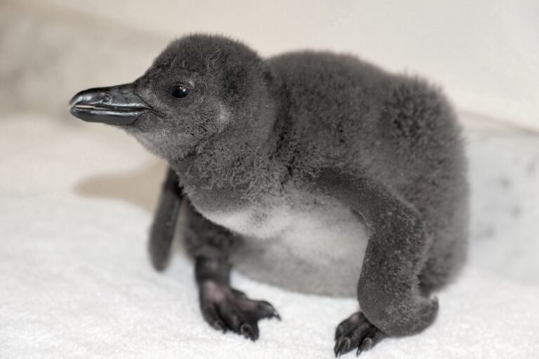 African Penguin chick hatches at Hyatt Regency Maui : Maui Now