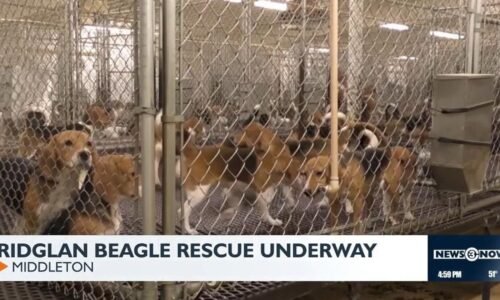 Animal welfare groups purchase 1,500 beagles from Ridglan Farms | News