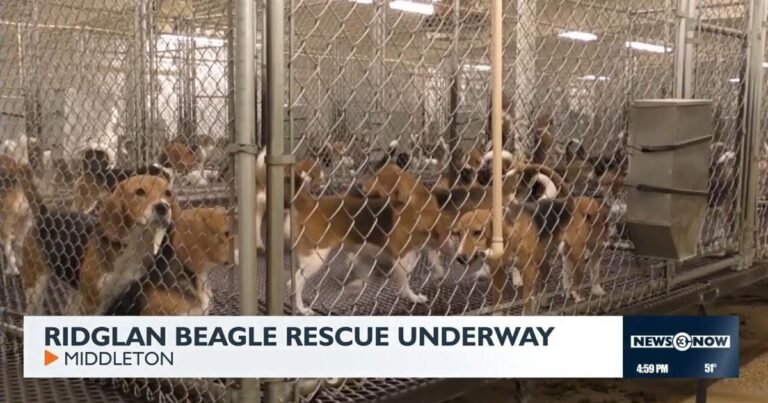 Animal welfare groups purchase 1,500 beagles from Ridglan Farms | News