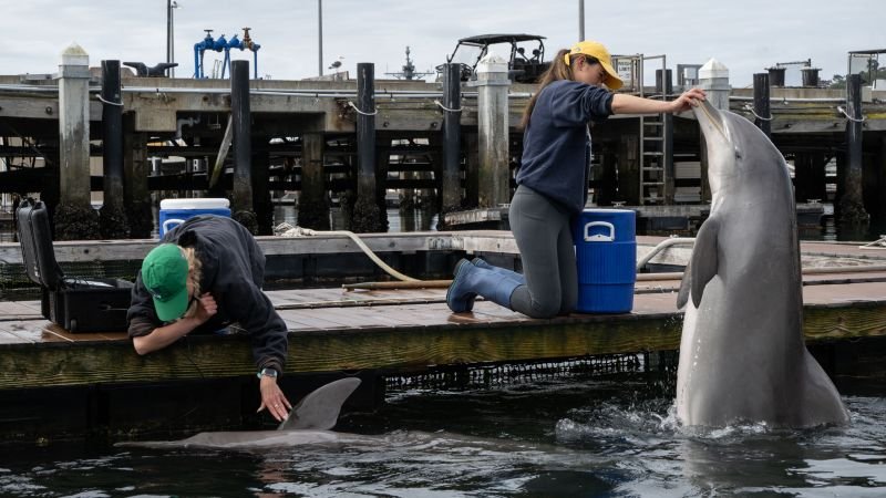 Are military dolphins working in the Strait of Hormuz? Probably not, but they have been part of the US Navy for decades