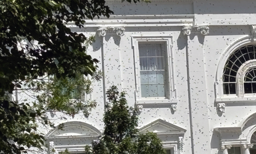 Bees swarm White House North Lawn weeks after Melania Trump adds colonies
