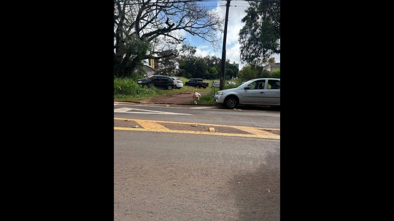 Cachorro é encontrado no bairro Centro