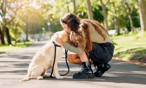 Cachorro não quer passear: veja as causas e o que fazer 