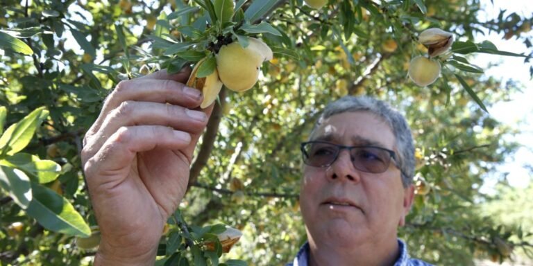 California farmers will destroy 420,000 peach trees after Del Monte closes canning facilities