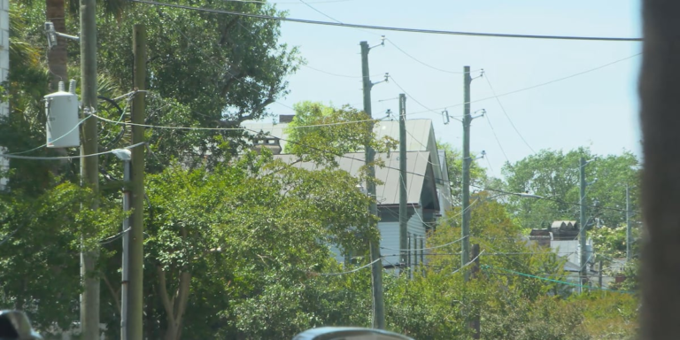 Charleston downs palmetto trees near power lines, promises to plant 5 for each 1