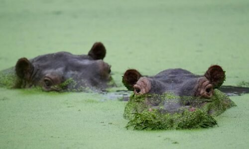 Cocaine hippos get a billionaire-sponsored lifeline : NPR