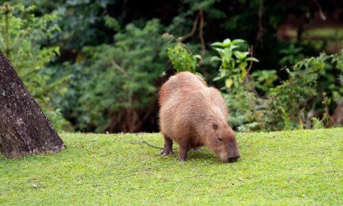 Colombo ganha primeiro Festival da Capivara com shows e comida típica