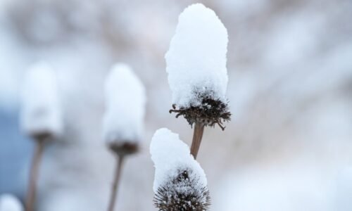 Colorado snow totals for May 18, 2026