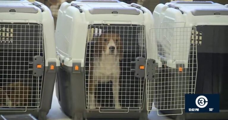 Dane County Humane Society welcomes beagles from Ridglan Farms | News
