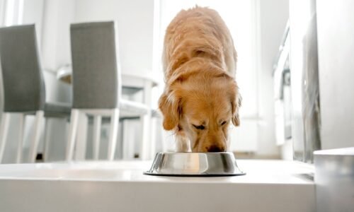 Frozen dog food sold in 9 states recalled over potentially deadly listeria risk