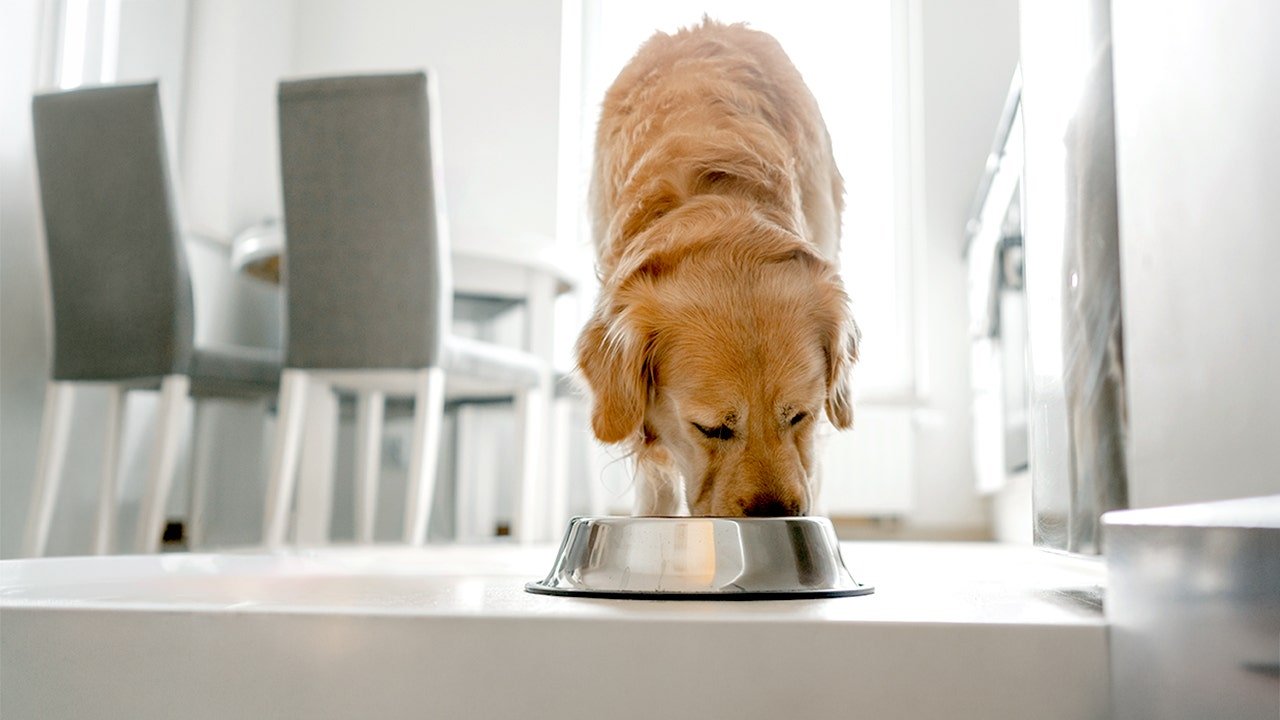 Frozen dog food sold in 9 states recalled over potentially deadly listeria risk