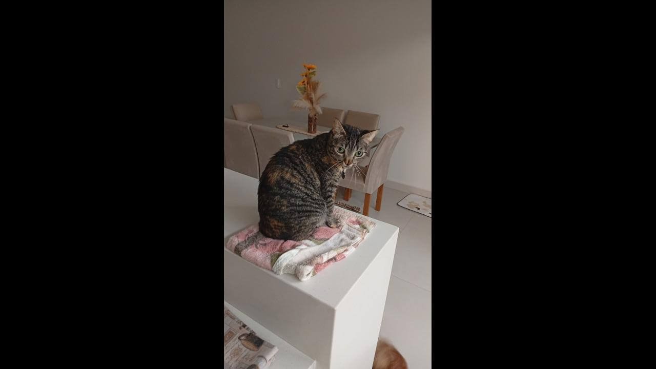 Gata Zera desapareceu no bairro Tropical III