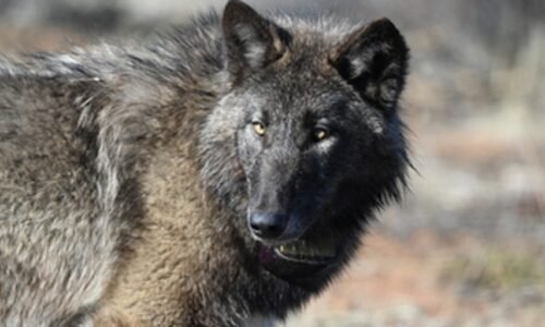 Gray wolf tracked in Sequoia National Park for first time in 100 years