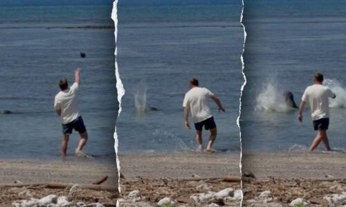 Lawyer for man accused of hitting monk seal says he wanted to help turtles