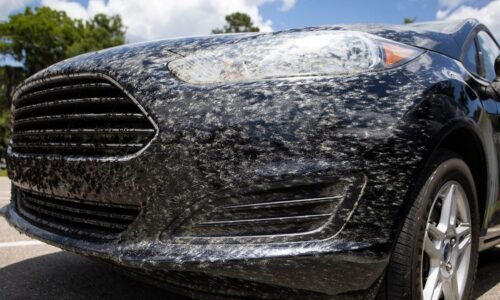 Lovebugs are back in Florida. Here's when lovebug season ends