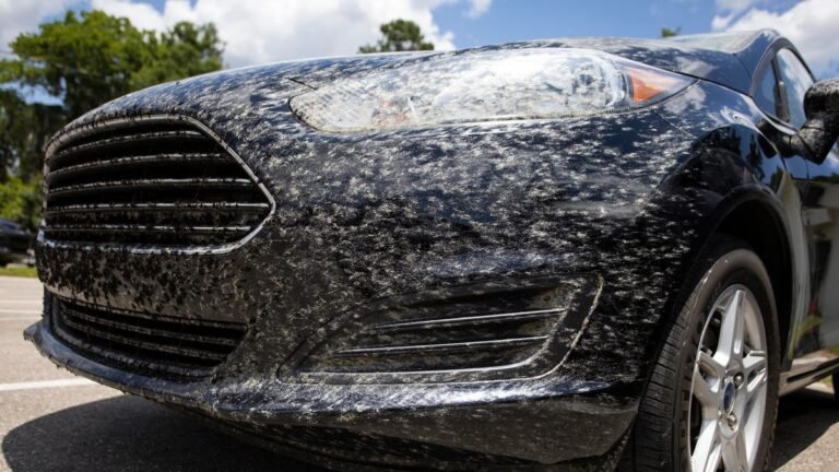 Lovebugs are back in Florida. Here's when lovebug season ends