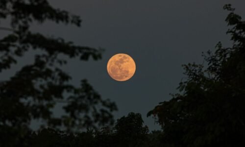 "Lua Cheia das Flores" ocorre hoje; entenda o fenômeno