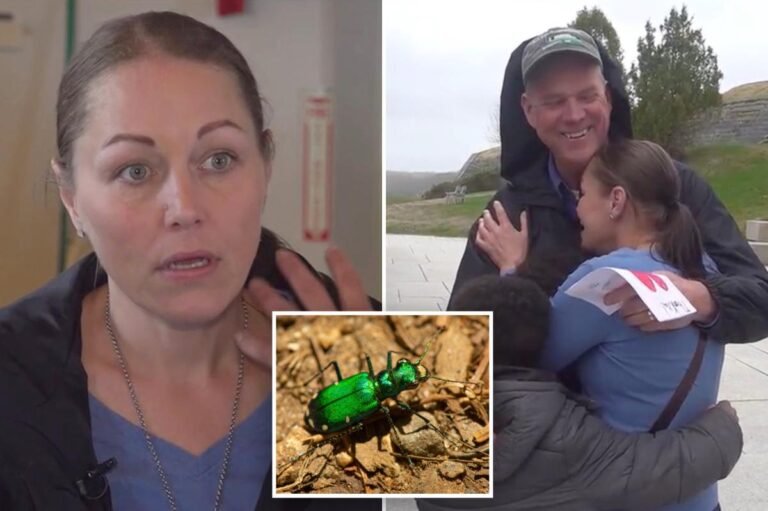 Maine woman picks up 'beautiful' bug that caught her eye -- it almost killed her