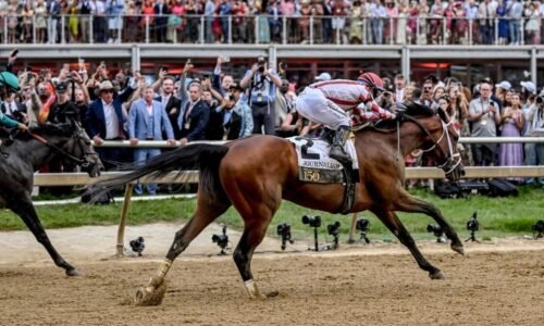 Napoleon Solo profile: 2026 Preakness Stakes odds, post position, history and more to know