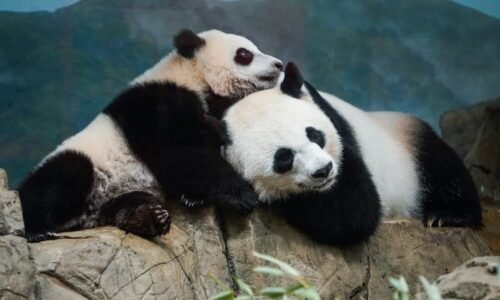 Panda Fest Indianapolis. What to expect at the Asian food festival