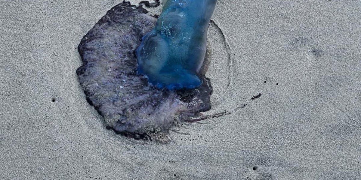 Police warn of venomous wildlife washing ashore in Myrtle Beach