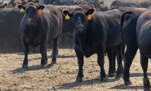 Minerva foods beef3 boi carne bovina