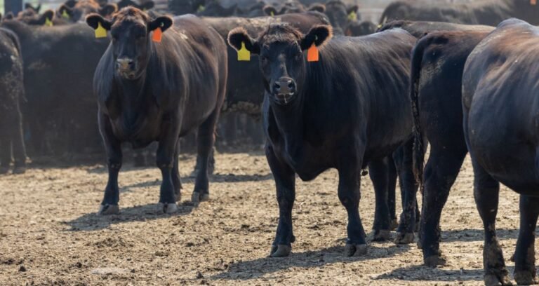 Minerva foods beef3 boi carne bovina