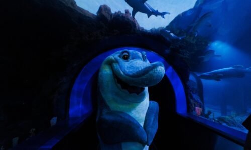SeaWorld is giving the people what they want – San Diego Union-Tribune