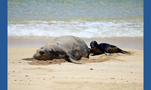 Seattle man investigated after viral video appears to show object thrown at monk seal in Maui
