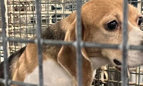 Sheriff commends peaceful transfer of Ridglan Farms beagles | News