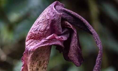 Stinky konjac bloom draws attention at Toledo Zoo greenhouse