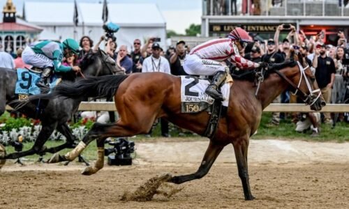 The Hell We Did profile: 2026 Preakness Stakes odds, post position, history and more to know