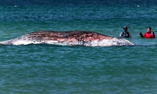 Timmy, the stranded humpback whale, found dead off Danish coast