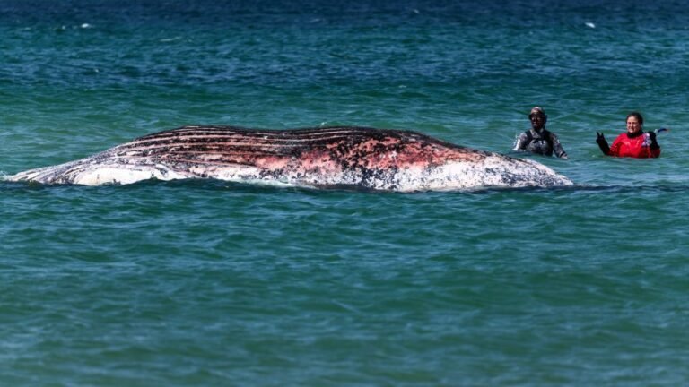 Timmy, the stranded humpback whale, found dead off Danish coast