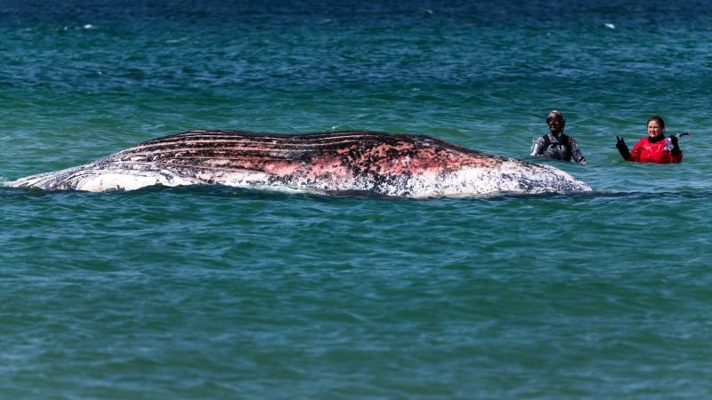 Timmy, the stranded humpback whale, found dead off Danish coast