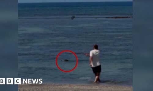 Video of man throwing rock at seal in Hawaii sparks anger