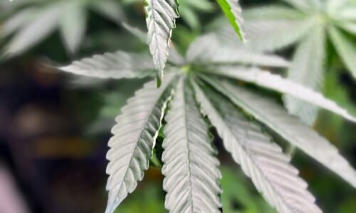 Virginia Gov. Spanberger plans to veto proposal for legalized marijuana marketplace