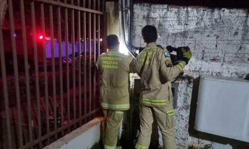 filhote fica preso em caixa de energia e mobiliza bombeiros em resgate delicado