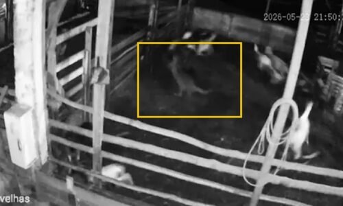 onça predadora invade propriedade e mata 34 ovelhas