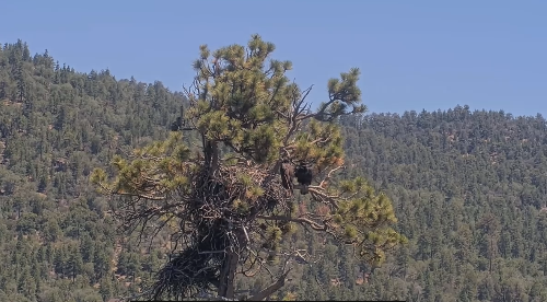 Big Bear eaglet falls from tree on livestream; Activist organization remaining "positive" she's OK