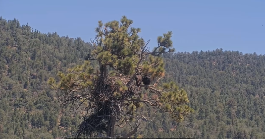 Big Bear eaglet falls from tree on livestream; Activist organization remaining "positive" she's OK
